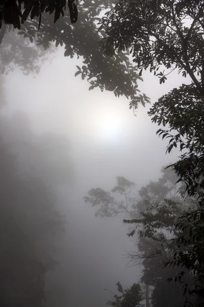Mlha a stínu dřevo Forest National Park — Stock fotografie