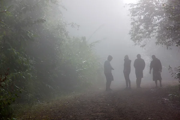 Туман і тіні дерева ліс Національний парк — стокове фото