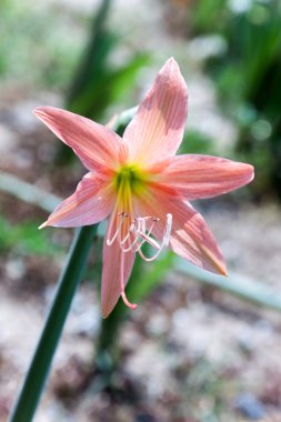 Hippeastrum çiçek kafa
