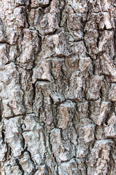 kabuğu ağaç kahverengi güzel doku