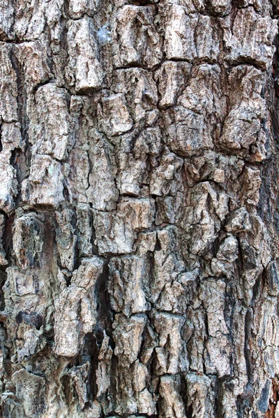 ピールの木ブラウンの美しい質感 — ストック写真