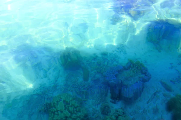 Corales de aguas poco profundas en clima tropical — Foto de Stock