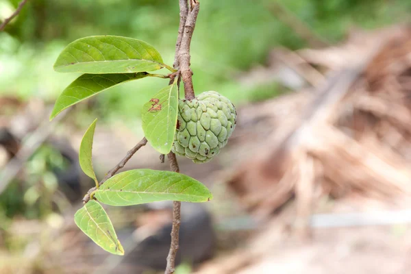 Annona squamosa ou fruto de maçã de creme — Fotografia de Stock