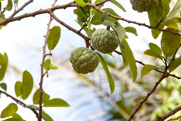 Annona squamosa ou fruto de maçã de creme — Fotografia de Stock