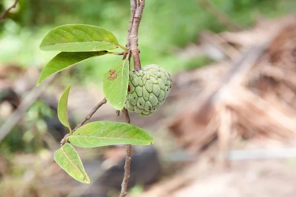 Annona squamosa ou fruto de maçã de creme — Fotografia de Stock