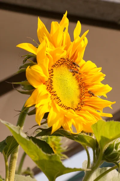 Sunflowers and working bees — Stock Photo, Image