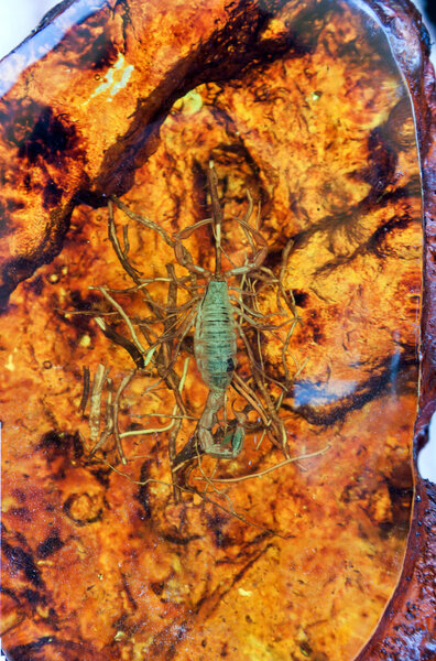 янтарь и скорпион
