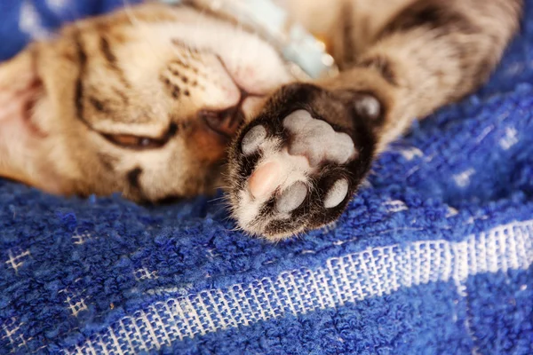 Gatito durmiendo en tela — Foto de Stock