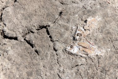 Ölü balık leşleri