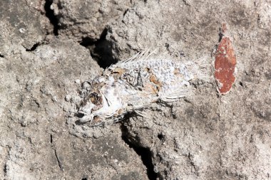 Ölü balık leşleri