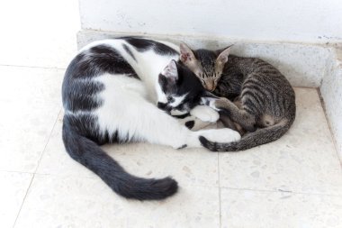 İki kedi yavru kedi uyku