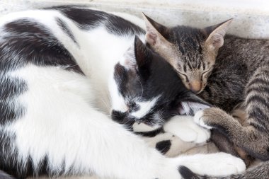 İki kedi yavru kedi uyku