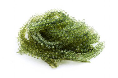 Caulerpa yeşil havyar çiğ gıda