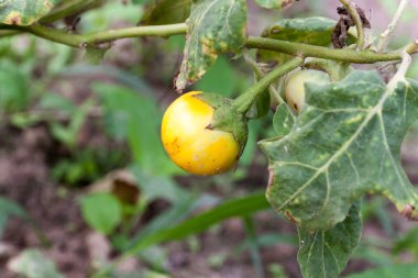 Sarı meyve itüzümü