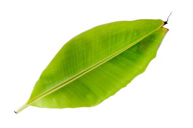 Muz Yaprak izole