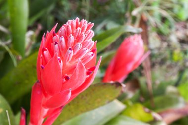 Billbergia pyramidalis (Kyoto)