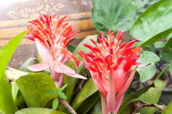 Billbergia pyramidalis (Kyoto) — Stock Photo, Image