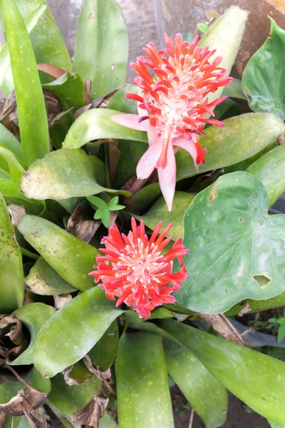 Billbergia pyramidalis (Kyoto) — Foto Stock