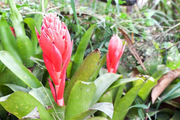 Billbergia pyramidalis (Quioto ) — Fotografia de Stock