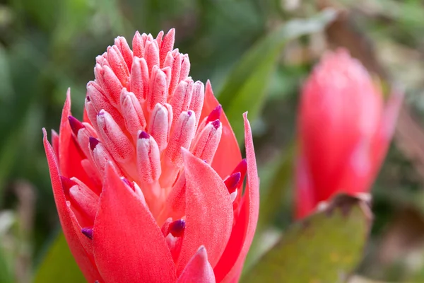 Billbergia pyramidalis (Kyoto) — Stock Photo, Image