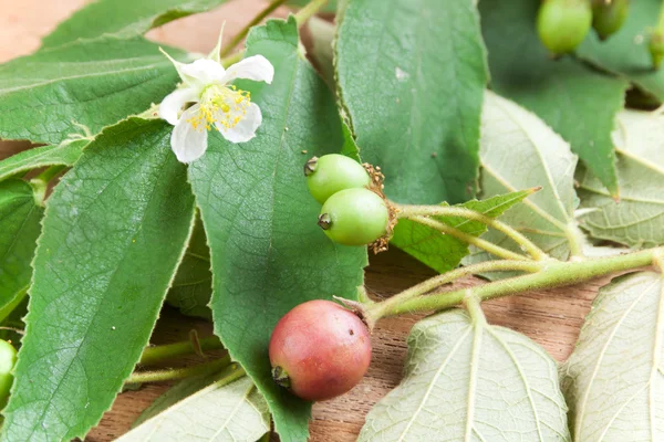 Fruta Muntingia calabura — Fotografia de Stock