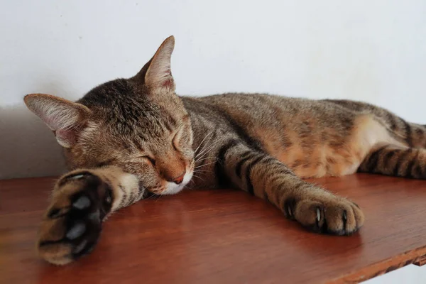 Retrato Cercano Adorable Gato Tabby Macho Relajándose Durmiendo Cómodamente Estantería — Foto de Stock