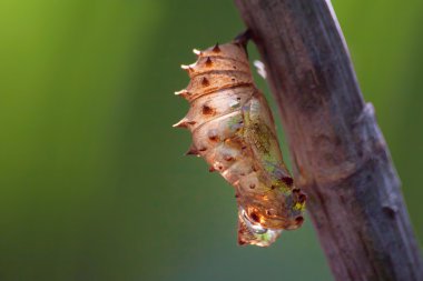 Boş chrysalis sahne