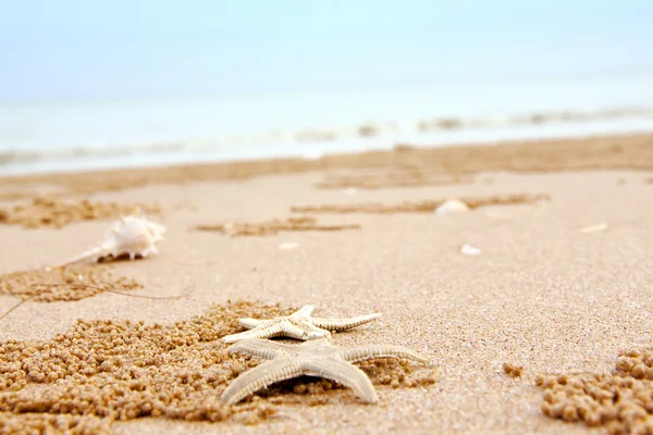 Starfish and shells on sand beach — Stock Photo, Image