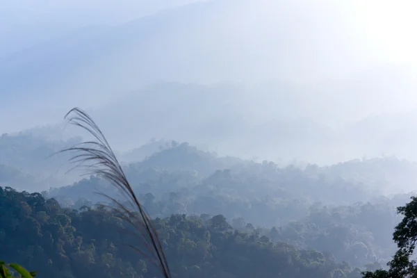 热带的山和雾01 — 图库照片