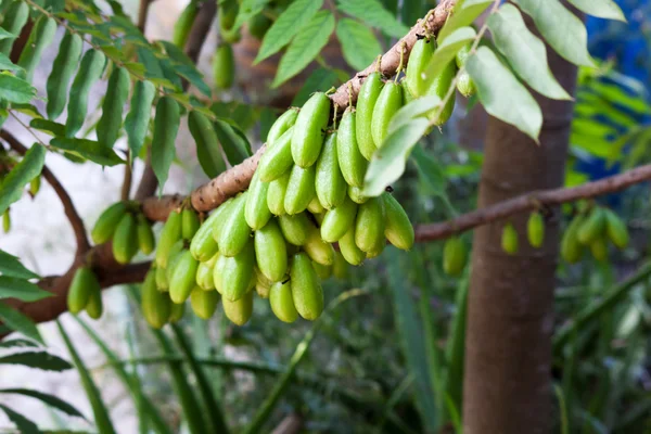 Averrhoa Bilimbi