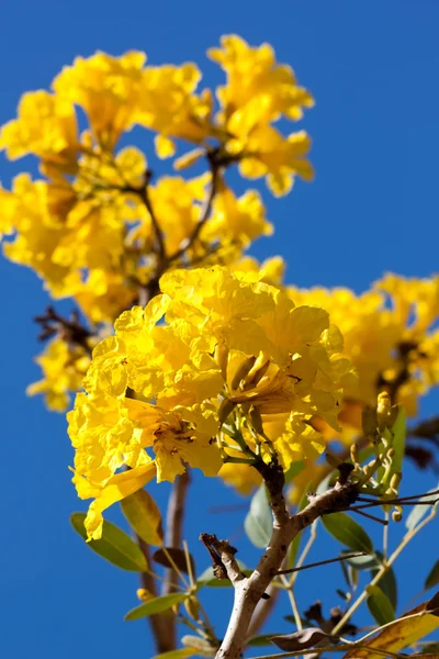 Yellow tabebuia flower in vertical — Stock Photo, Image