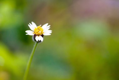 Doğada çimen çiçek güzel sesi