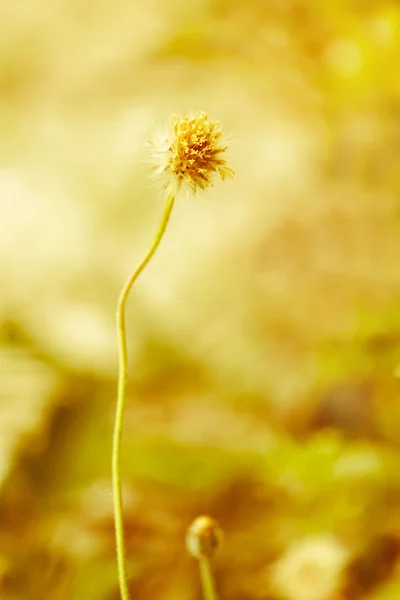 草花 — 图库照片