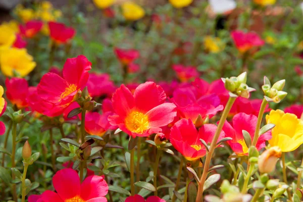 Moss Rose color amarillo y rojo en el jardín — Foto de Stock