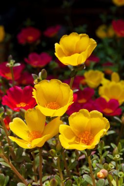 Moss Rose sarı ve kırmızı renk arka planda