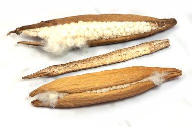 Two seed kapok
