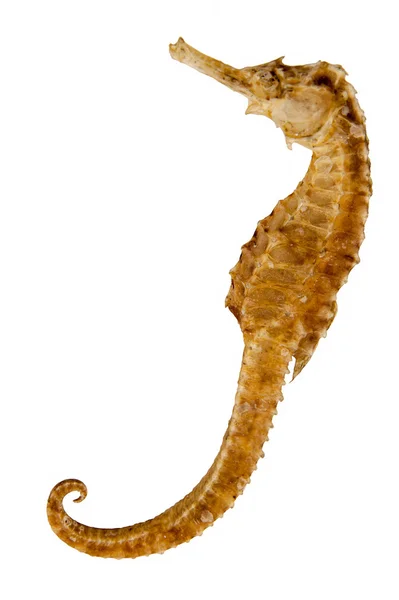 Kurutulmuş Seahorse izole
