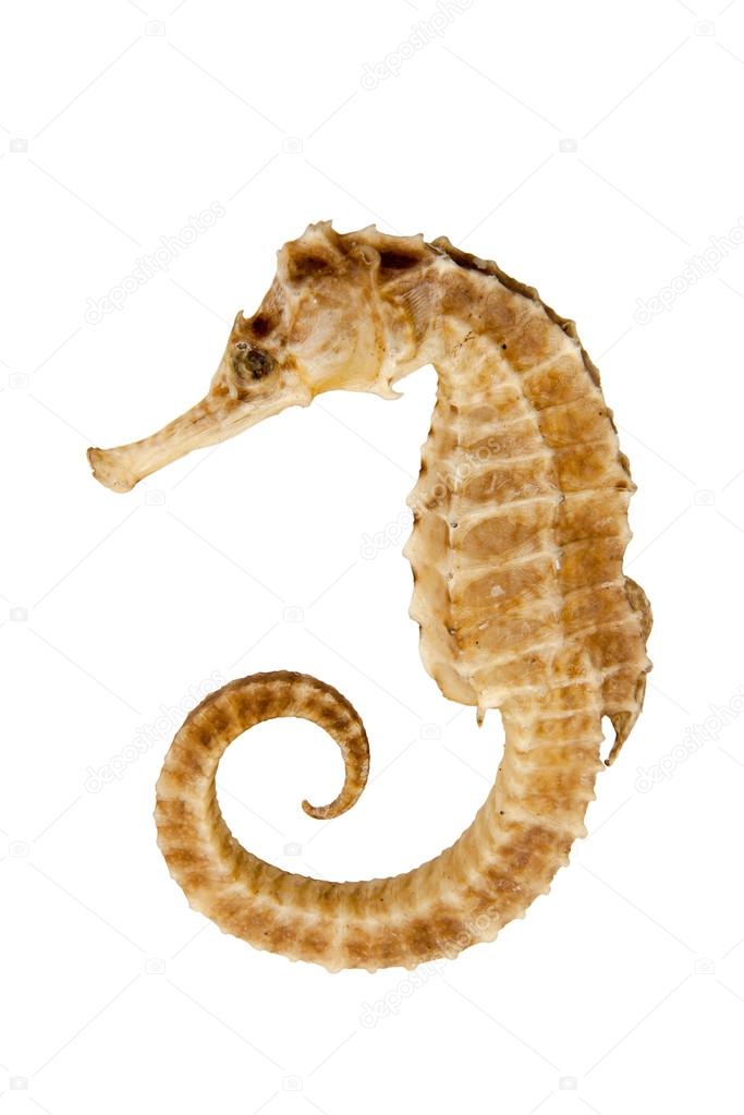 Seahorse on isolated