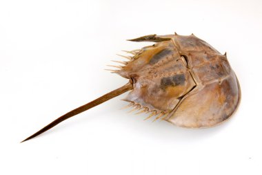 Horseshoe Crab on isolated clipart