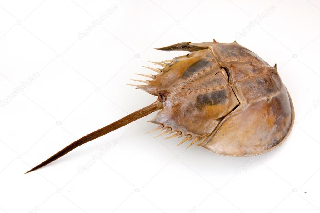 Horseshoe Crab on isolated