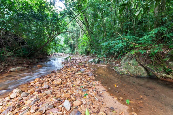 Brook di hutan taman nasional — Stok Foto