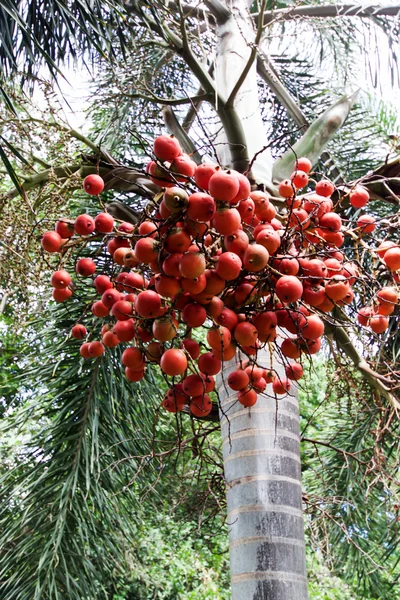 Oháňka palm — Stock fotografie