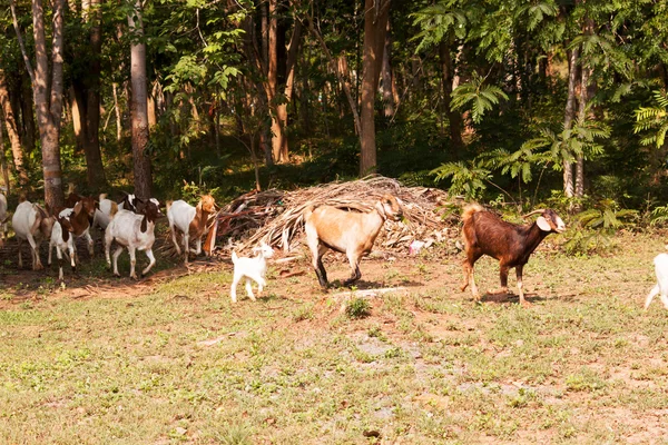 Rebaño de cabras — Foto de Stock