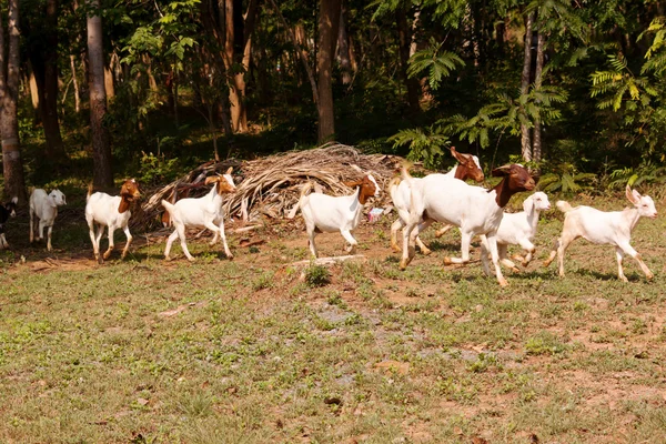 Rebaño de cabras — Foto de Stock