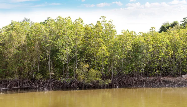 Δάσος Mangrove — Φωτογραφία Αρχείου