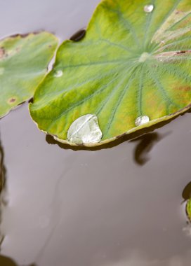 lotus yaprağına su