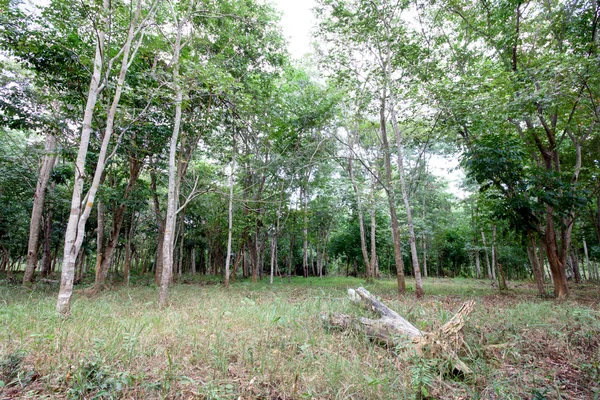 Bosque escaso — Foto de Stock