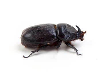 big unicorn beetle on white