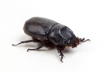 big unicorn beetle on white