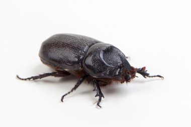 big unicorn beetle on white
